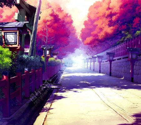 街道枫树风景图片