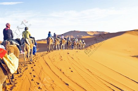 沙漠中的骆驼团队高清图片