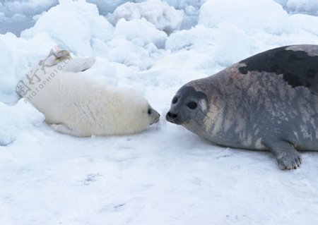 冰川上的海豹