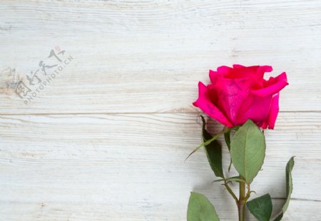 木板上的粉玫瑰