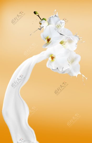 牛奶和花朵