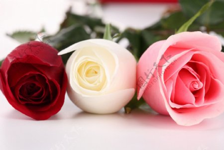 三种颜色的玫瑰花