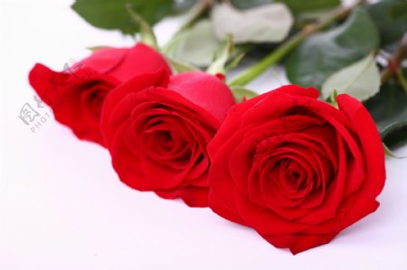三朵美丽的玫瑰花