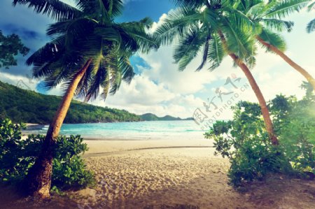 椰树沙滩风景