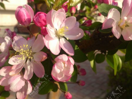 唯美的粉色海棠花图片