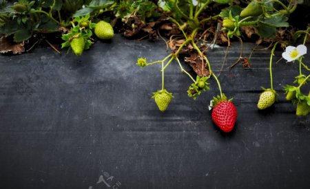 生长草莓植物图片
