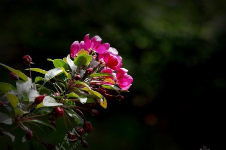 唯美海棠花图片