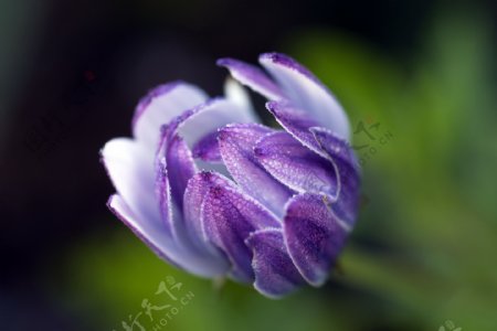 紫色非洲菊图片