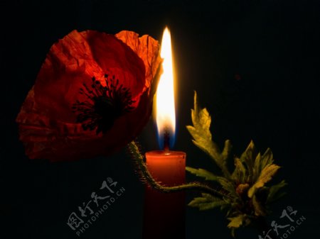 蜡烛与罂粟花图片