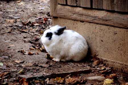 可爱荷兰兔图片