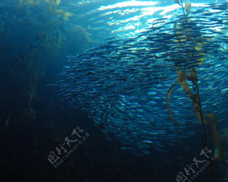 深海鱼群唯美图片