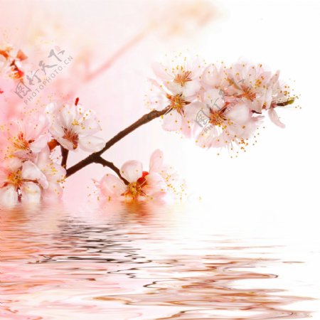 湖水上空的粉色樱花图片