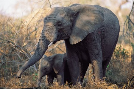 母象和小象