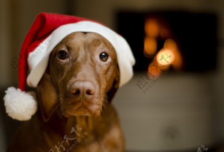 可爱圣诞节小狗