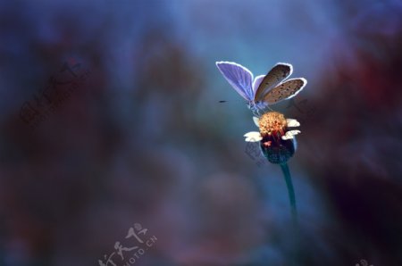 唯美鲜花蝴蝶摄影