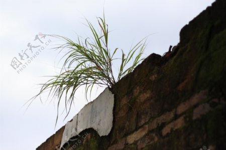 墙头上的草草废墟墙