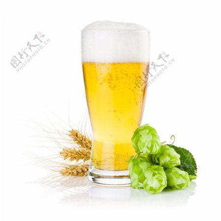 大麦啤酒花和玻璃杯中的啤酒