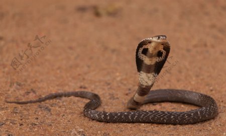 沙地上的眼镜蛇