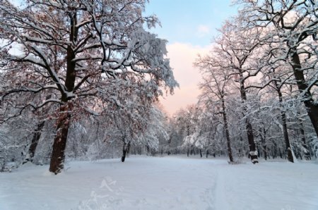 美丽树林雪地风景图片