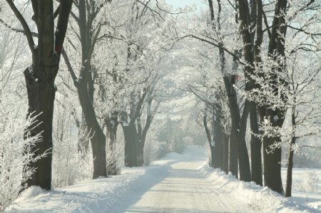 白雪树林小路风景图片