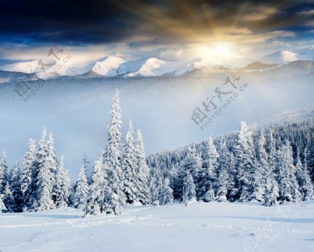 阳光树林雪地自然风光图片