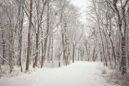 唯美冬季树林风景图片