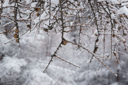 雪润松枝