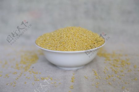 黄小米图片