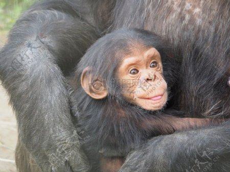 小猩猩在母亲怀抱里健康成长