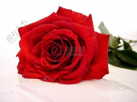 一朵漂亮的红玫瑰