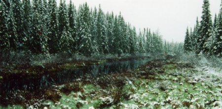 冬天树林风景摄影图片