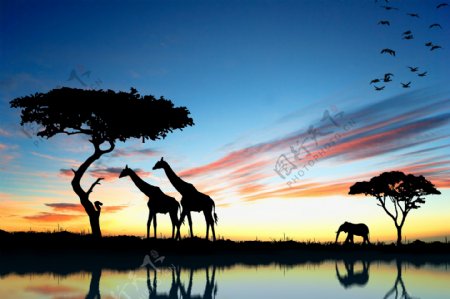 傍晚非洲草原风景图片