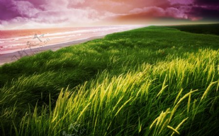 海边草地风景图片
