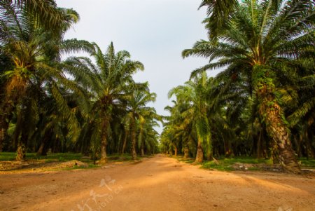 棕榈树林风景图片