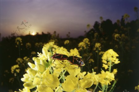 油菜花上的昆虫摄影