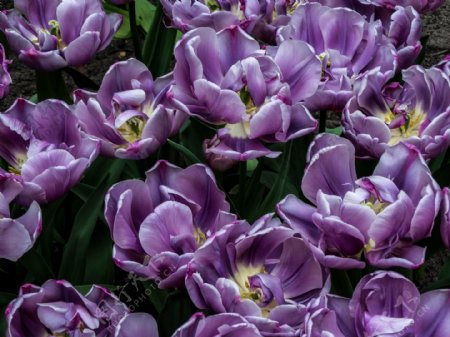 紫色的鲜花花丛