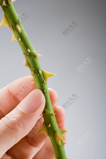手拿带刺的花茎特写高清大图图片