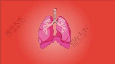 人物器官肺视频