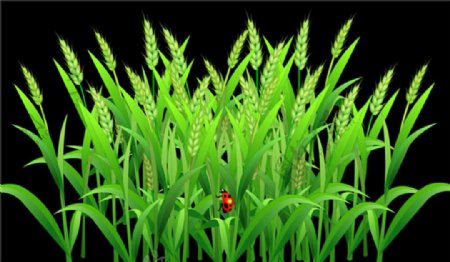 绿色燕麦与瓢虫flash动画