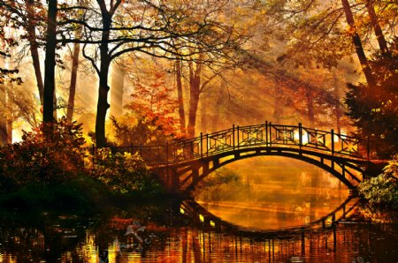 美丽林间小桥河流风景