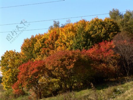 秋天枫树林自然景色