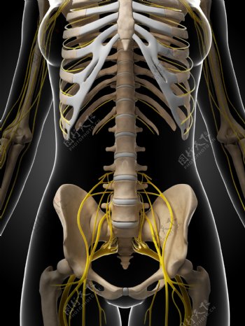人体肋骨髋骨模型图片