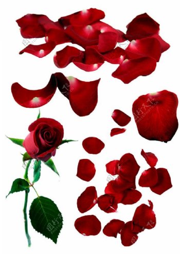 浪漫红色玫瑰花图片psd分层素材下载
