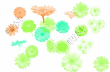 16种漂亮的雏菊花Photoshop鲜花笔刷素材