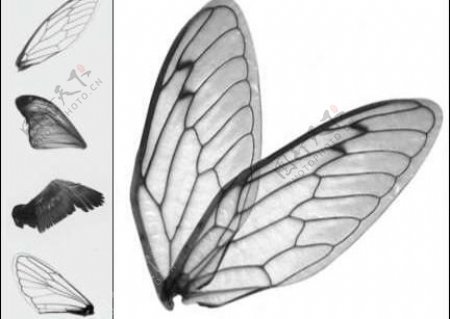 昆虫及鸟类翅膀笔刷下载