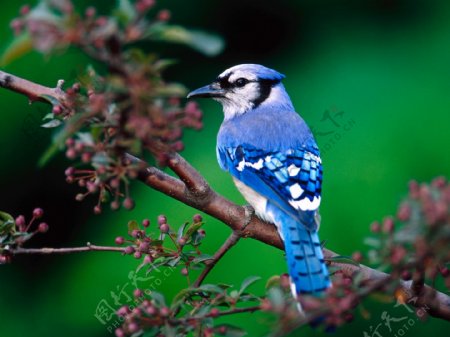位图动物鸟类宝石蓝色棕色免费素材