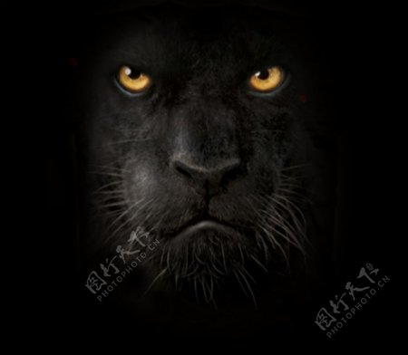 位图动物动物特写豹色彩免费素材