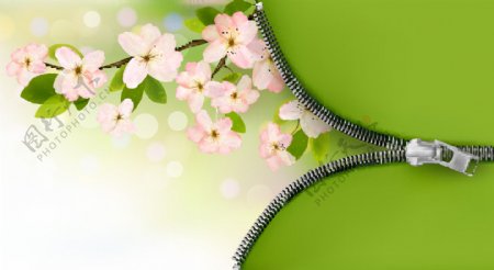 绿色和粉红色的花树枝拉链背景