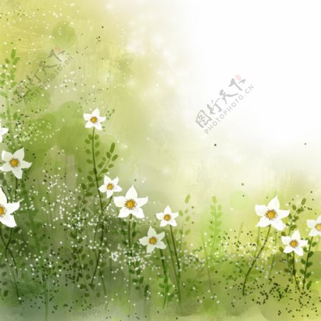 唯美白色小花朵