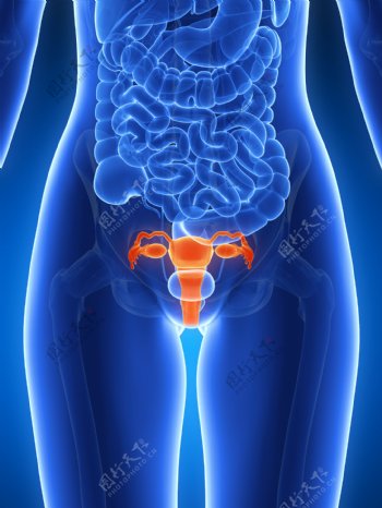 卵巢器官图片